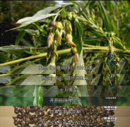 200天的守候，只为做一颗最好的薏米