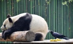 国宝大熊猫被拔毛 ，大麦理财欢迎“薅羊毛”