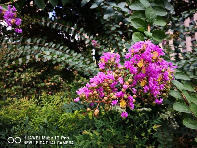 华为Mate 10系列喜迎EMUI 8.1更新 一大波拍照功能到来