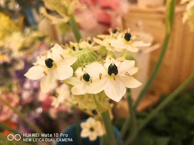 华为Mate 10系列喜迎EMUI 8.1更新 一大波拍照功能到来