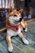 /uploads/allimg/180808/135T16003-0-lp.png