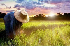 引领新农服时代——丰信农业