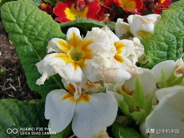 华为P30 Pro现场上手 惊艳四摄创造颠覆式拍照新体验