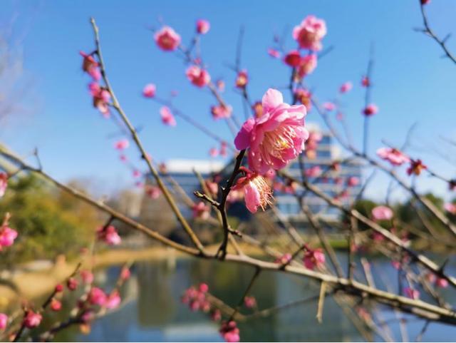 阿里巴巴复工!三个园区的电梯间和食堂排座亮了!海康威视上线午晚餐点餐系统